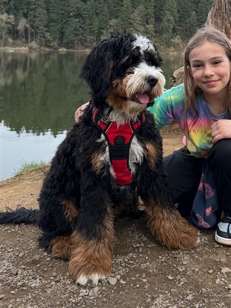 Upcoming Litters — Sandy Creek Bernedoodles