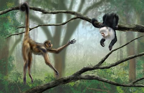 Spider Monkeys Playing