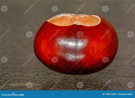 Game Of Conkers Stock Image | CartoonDealer.com #69544951