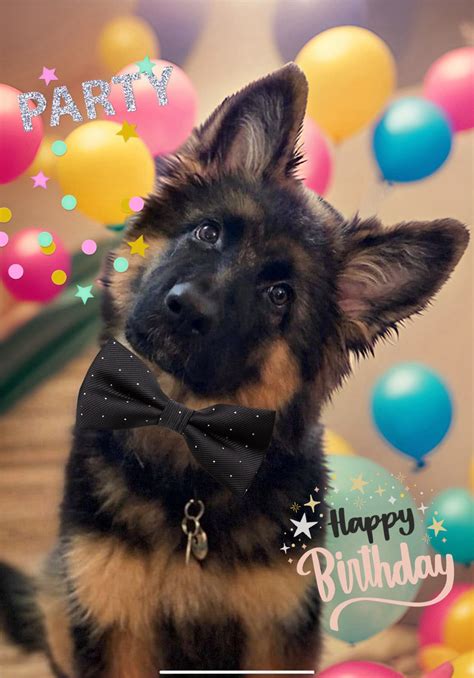 Happy Birthday German Shepherd Puppy