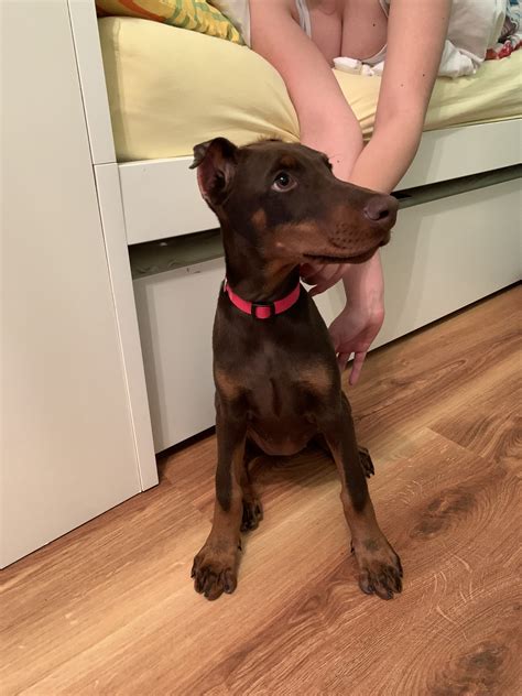 Dobermann in Calw | Tiere | Kleinanzeigen