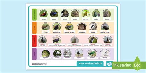 New Zealand Bird Population Poster (teacher made) - Twinkl