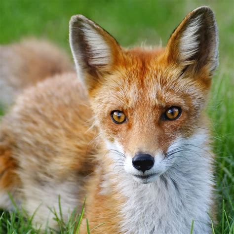 What does a fox symbolize in the Bible? - Bible Wings
