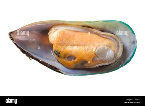 Image result for Is Mussel Is Bad When Is Open