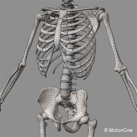 Image result for Model of Skeleton