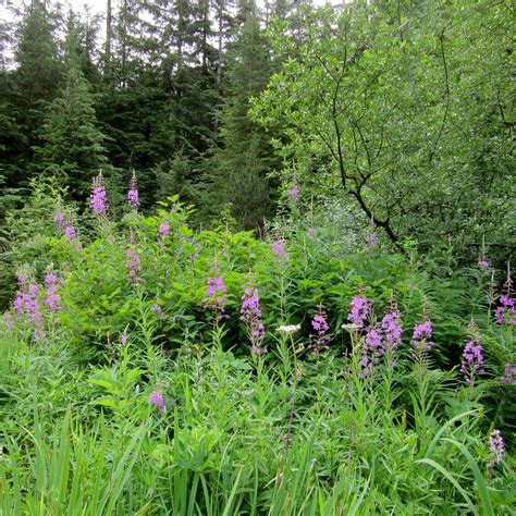JUNEAU RAINFOREST GARDEN (2025) All You Need to Know BEFORE You Go ...