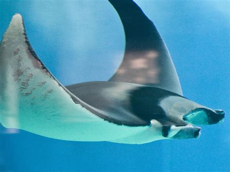 Turkey Announces Protections For 14 Additional Ray And Shark Species - DeeperBlue.com