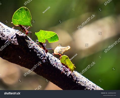 Mushroom Ants Found Amazon Rainforest Acromyrmex Stock Photo 2409564355 | Shutterstock