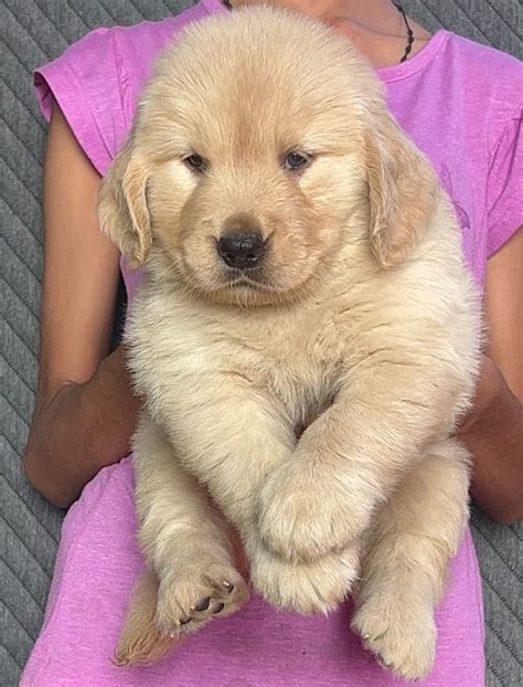 Golden Retriever Price In Vizag - Best For Pets
