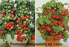coltivazione pomodori in vaso coltivare i pomodori colonizzatori urbani coltivazione pomodori in vaso coltivare i pomodori colonizzatori urbani