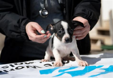 Kansas City Humane Society provides care for 50+ dogs rescued from ...