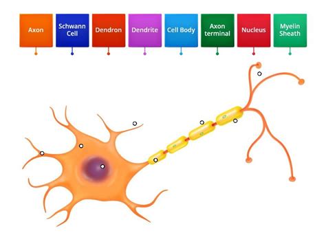 Motor Neuron Diagram - Labelled diagram