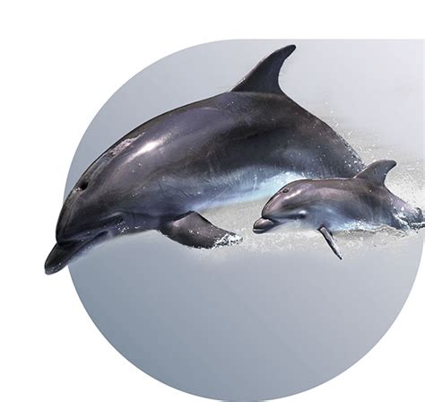 FastQ RHD fetal - for sensible rhesus prophylaxis - Home