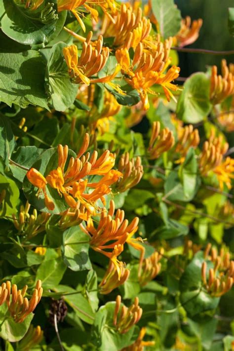 Low Maintenance Evergreen Climbing Plants