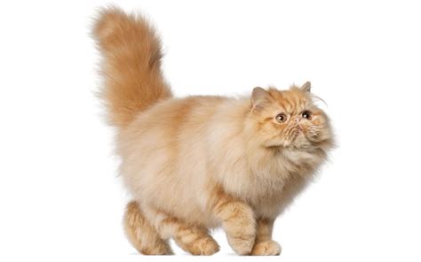 Cattery Service | Pet Boarding