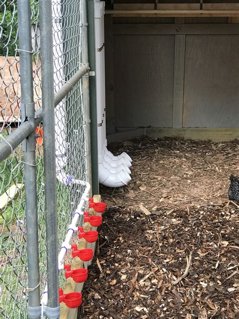 Diy Automatic Chicken Watering System at Harvey Horton blog