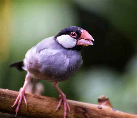 Image result for Java Sparrows for Sale