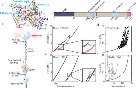 Intact Protein Deconvolution Chromeleon 的图像结果