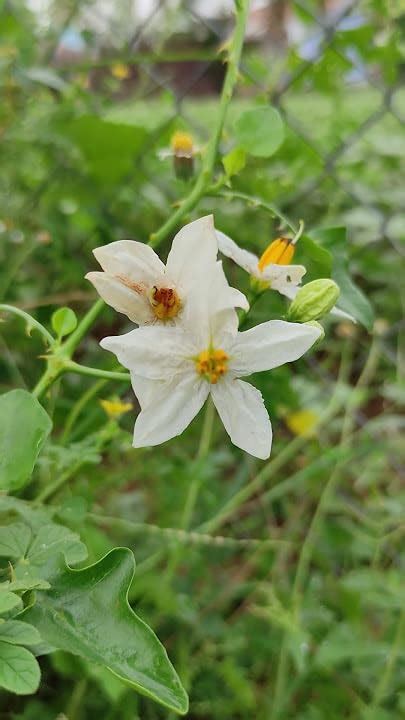 RAJA'S GARDEN White Thoothuvalai Live Plant with 4 Inch Pot | Vellai ...