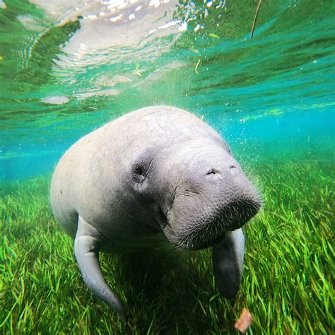WATERFRONT ADVENTURES; SWIMMING WITH THE MANATEES (2025) All You Need ...