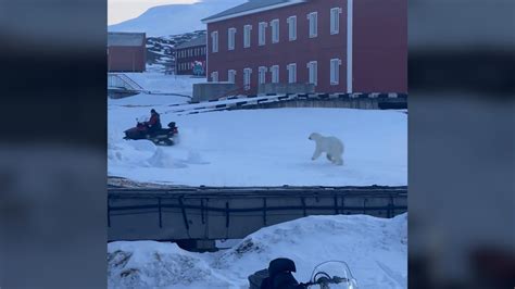 Image result for Python Swallowed a Human