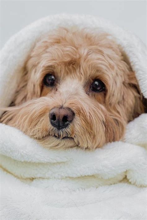 Image result for Cockapoo Full Size