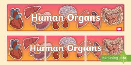 Being Human Display Banner (teacher made) - Twinkl