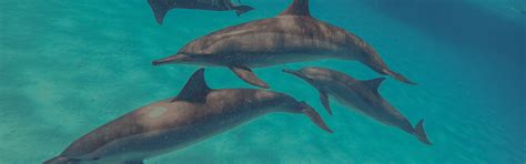 AP Statistics: The Ultimate Guide - Crimson Global Academy IN