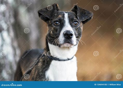 Brindle Whippet Terrier Mixed Breed Dog Portrait Stock Photo - Image of ...