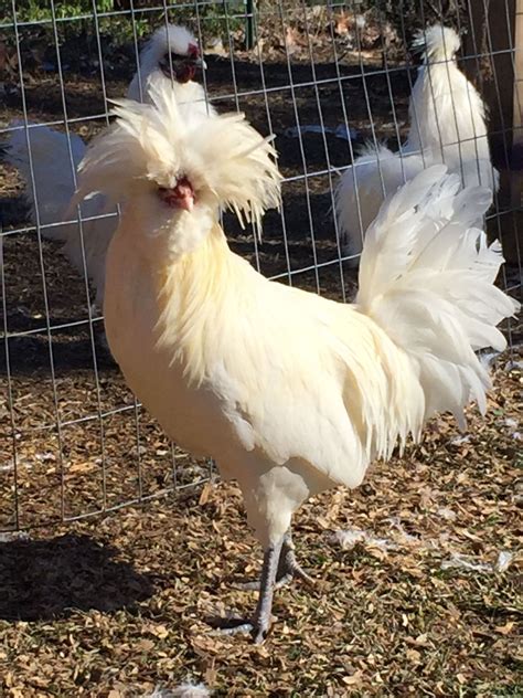 Chicken Breed Focus - Polish | BackYard Chickens