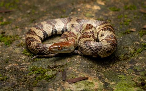 Diamond-backed Water Snake - Trimerodytes aequifasciata ...
