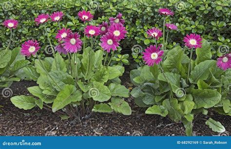 Gerbera Daisy Plants in Garden Stock Image - Image of gardening, leaves ...