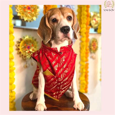 Red Anaar Dog Sherwani | Order Dog Sherwani Online – Wrapinfur
