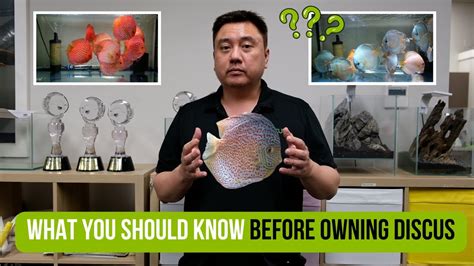 Rezultat imagine pentru Discus Care Guide