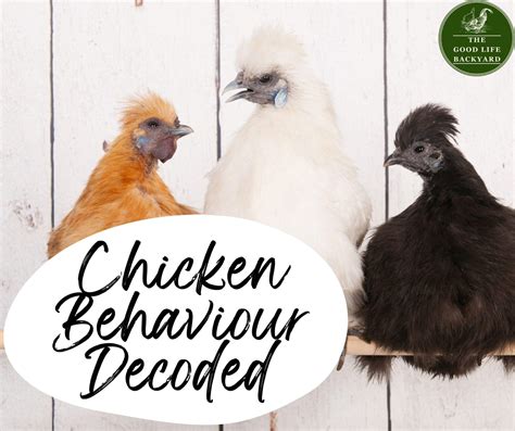 Chicken 的图像结果