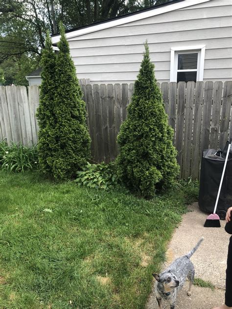 There are two dogs in this photo. The gray one is the smaller one. : r ...