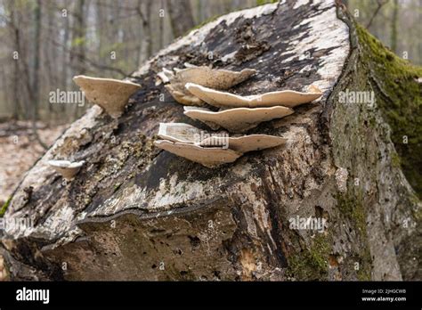 Parasitic mushroom hi-res stock photography and images - Alamy