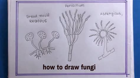 Image result for Fungi Drawing Pathogen