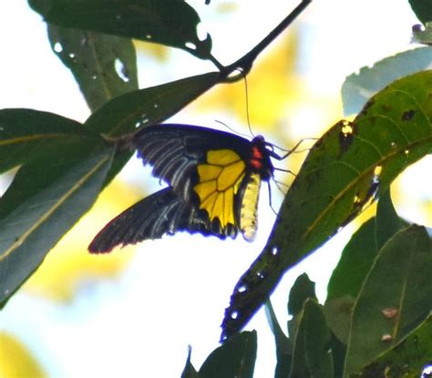 Troides minos | Butterfly