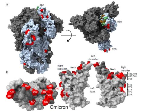 Researchers unravel omicron’s secrets to better understand COVID-19 ...