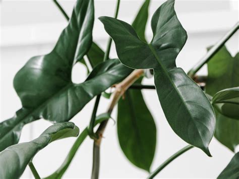 Philodendron Bipennifolium Info: Tips On Caring For Fiddleleaf Philodendrons
