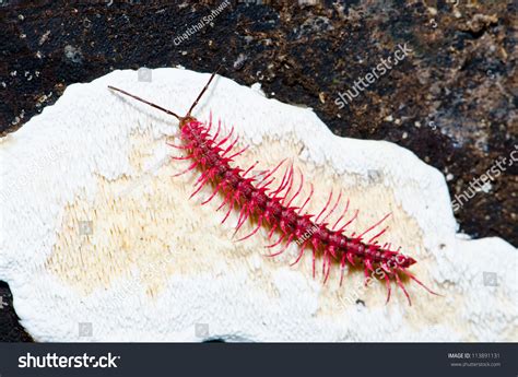 Shocking Pink Dragon Millipede Desmoxytes Purpurosea Stock Photo ...