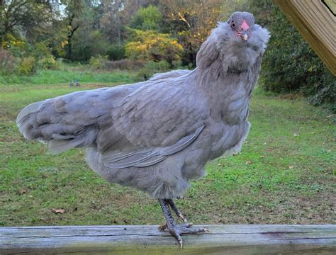 Ameraucana Chickens Breed Focus: Araucana/Ameraucana/Easter Egger: The