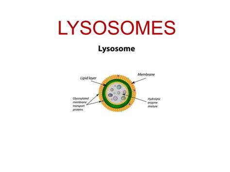 LYSOSOMES structure and functions.123456789pptx | PPTX
