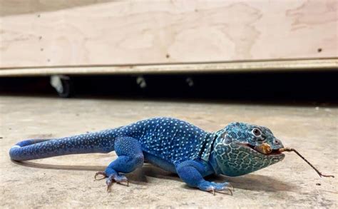 Rezultat imagine pentru Collared Lizard