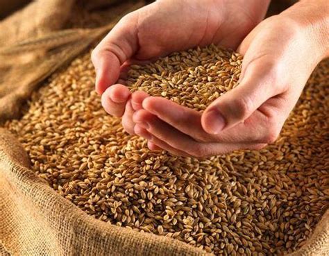 2021年全球小麦种植面积、产量、单位面积产量整体呈波动增长态势_腾讯新闻