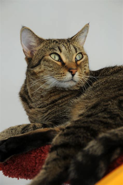 Kitty Wheel 的图像结果