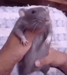 Image result for Rat Dancing Meme Tutorial