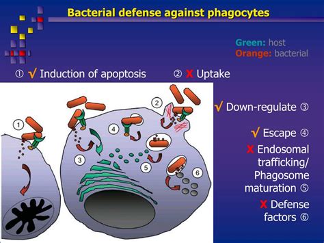 Image result for Host-Pathogen