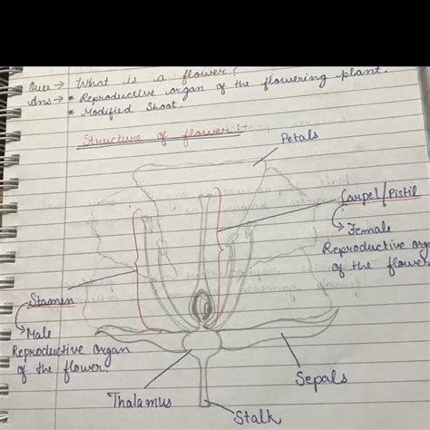 draw a neat labelled diagram of Ls of flower what are sexual and ...